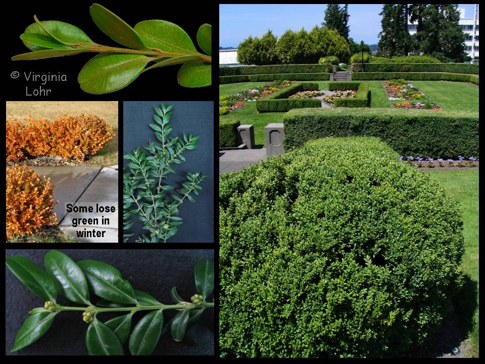 Buxus spp. photos (V.I. Lohr)