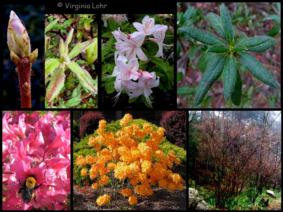 Azalea photos (V.I. Lohr)