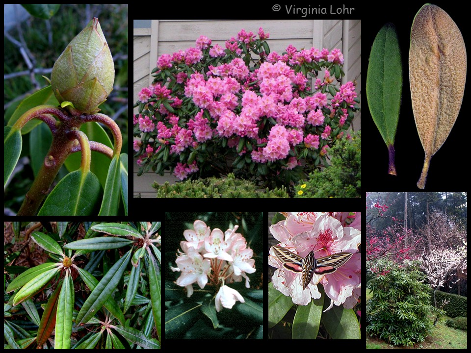 Rhododendron photos (V.I. Lohr)