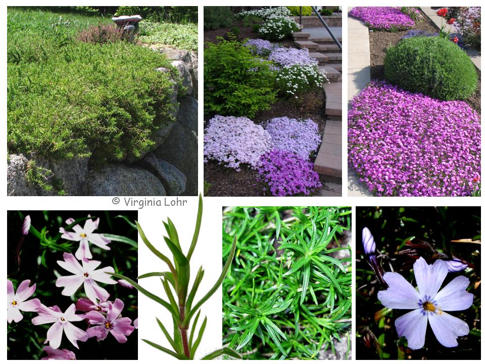 Images of Phlox subulata(V. Lohr)