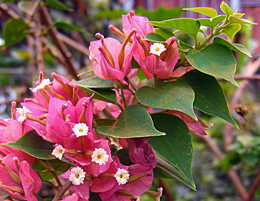 Bougainvillea flowers (VI Lohr)