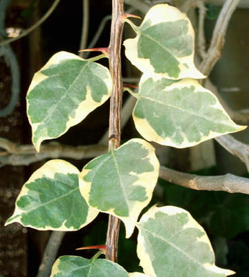 Bougainvillea stem with leaves and thorns