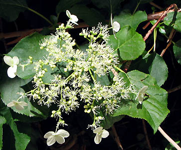 Climbing hydrangea flower head (Lohr)