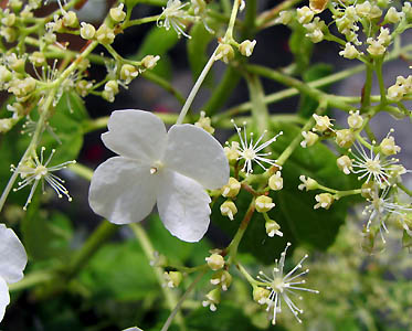 Closeup of sterile and regular flowers (Lohr)