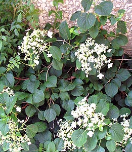 Climbing hydrangea vine in flower (V.I. Lohr)