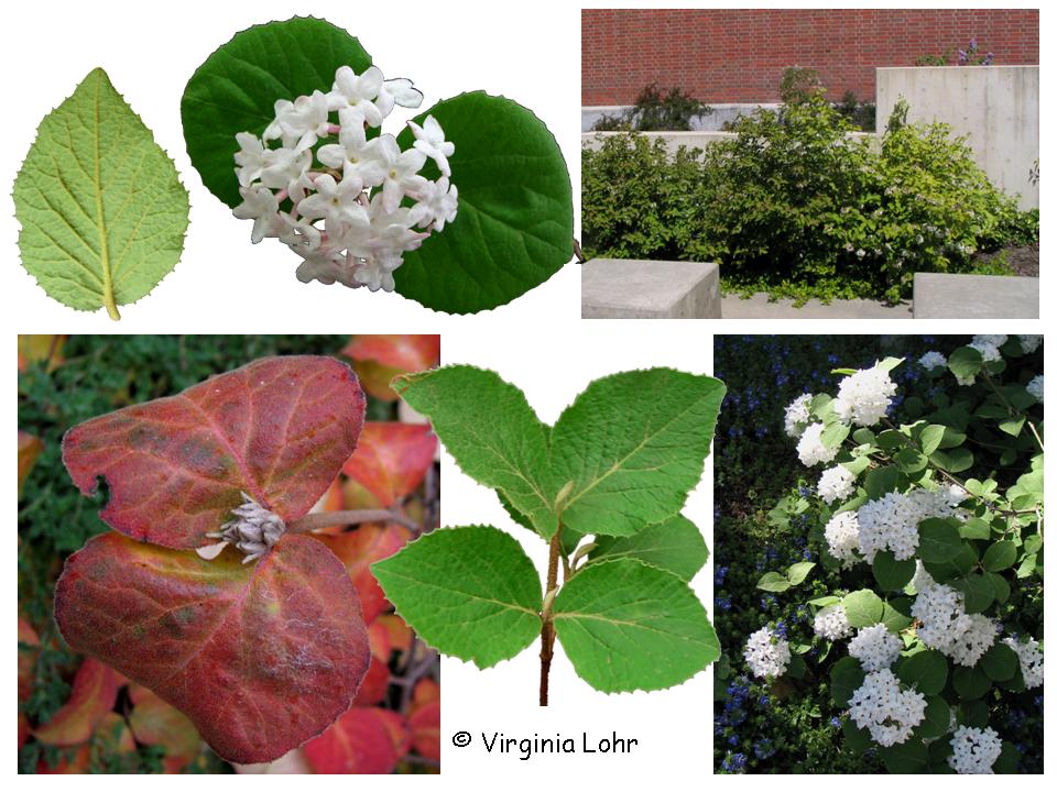 Koreanspice viburnum (V. Lohr)