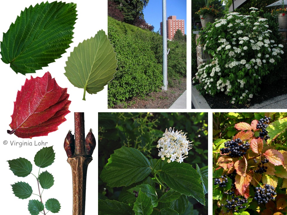 Arrowwood viburnum (V. Lohr)