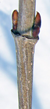 Viburnum dentatum lateral buds (V. Lohr)