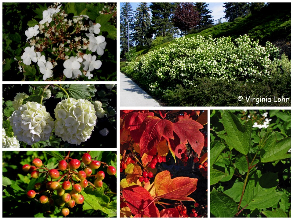 Photos of European cranberrybush (V. Lohr)