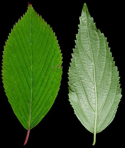 Viburnum plicatum leaves
              showing different numbers of veins (V.I. Lohr)