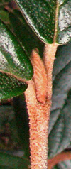 Prague viburnum vegetative bud (V.I.
              Lohr)