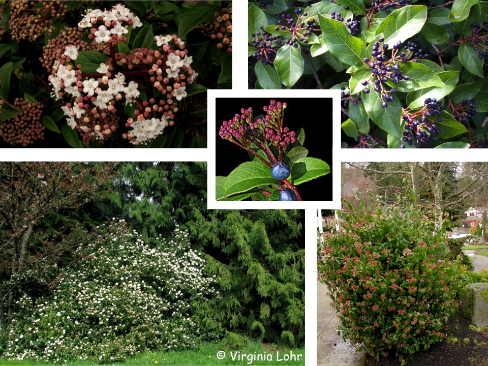 Photos of Viburnum tinus (V. Lohr)