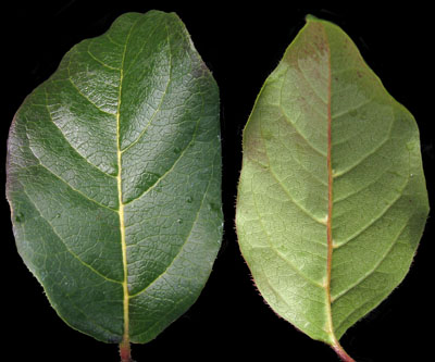 Viburnum tinus leaves (V.
              Lohr)