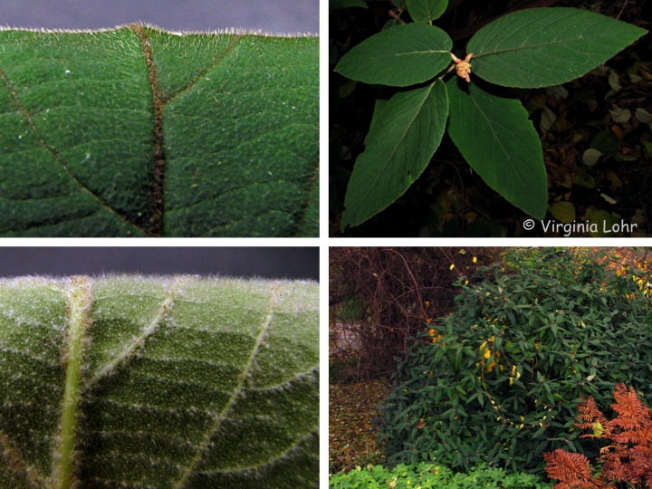 Photos of lantanaphyllum viburnum (V. Lohr)