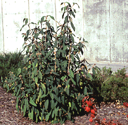 Leatherleaf viburnum form