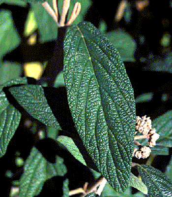 Leatherleaf viburnum leaf