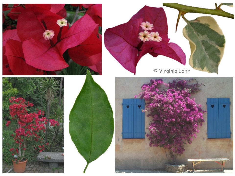 Photos of bougainvillea (VI Lohr)