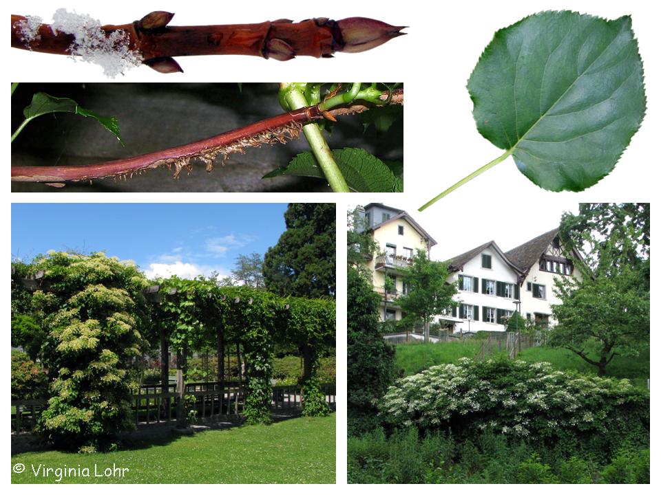 photos of climbing hydrangea (V.I.Lohr)