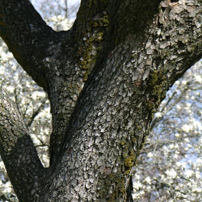 Cornus florida bark (V. Lohr)