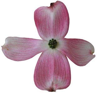 Cornus florida "flower" (V. Lohr)