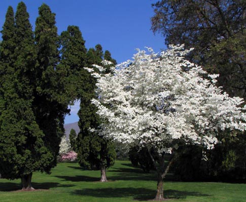 White flowering dogwood (V. Lohr)