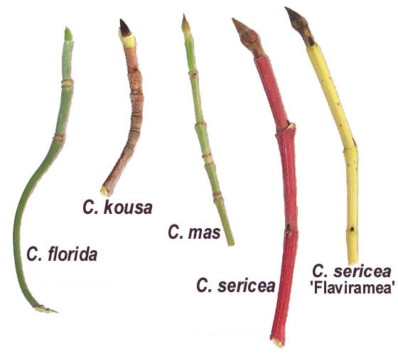 Dogwood twigs compared (V.I. Lohr)