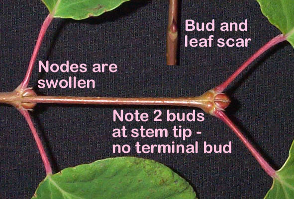 Cercidiphyllum japonicum buds and nodes (V.I. Lohr)