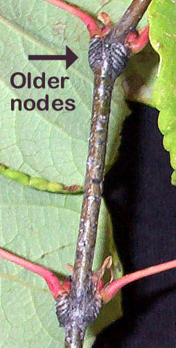 Cercidiphyllum japonicum older stem nodes, showing spur-type growth (V.I. Lohr)