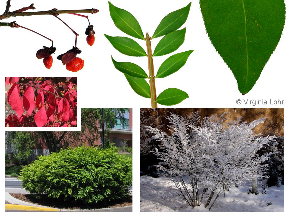 Photos of winged euonymus (V.I. Lohr)