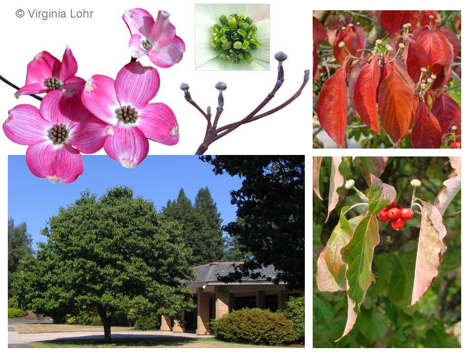 Photos of Cornus florida (V.I. Lohr)