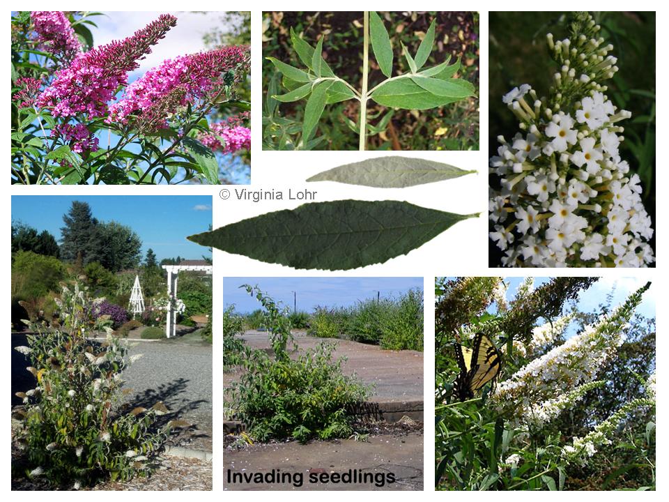 Buddleja davidii (V.I. Lohr)