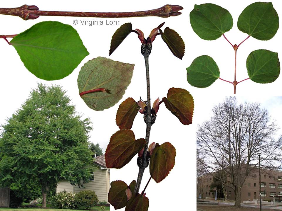 Cercidiphyllum japonicum (V.I. Lohr)