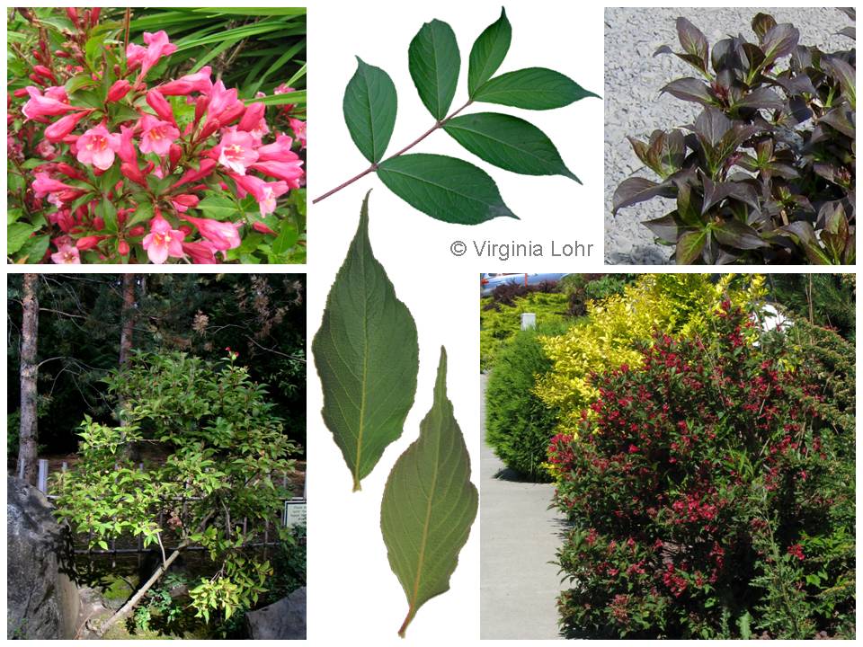 Photos of weigela (V.I. Lohr)