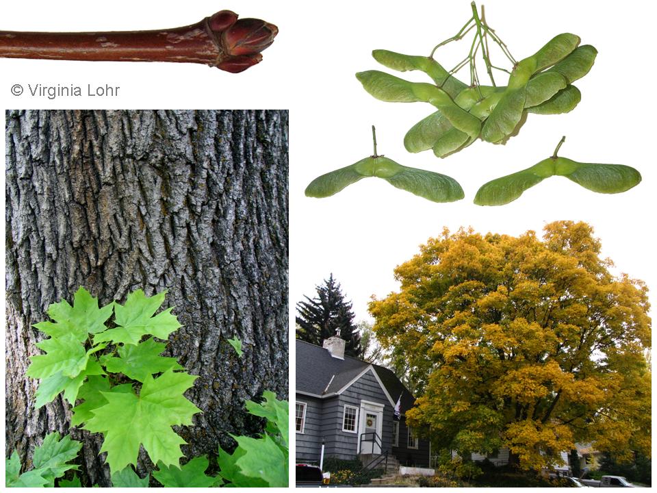 Acer platanoides photos (Lohr)