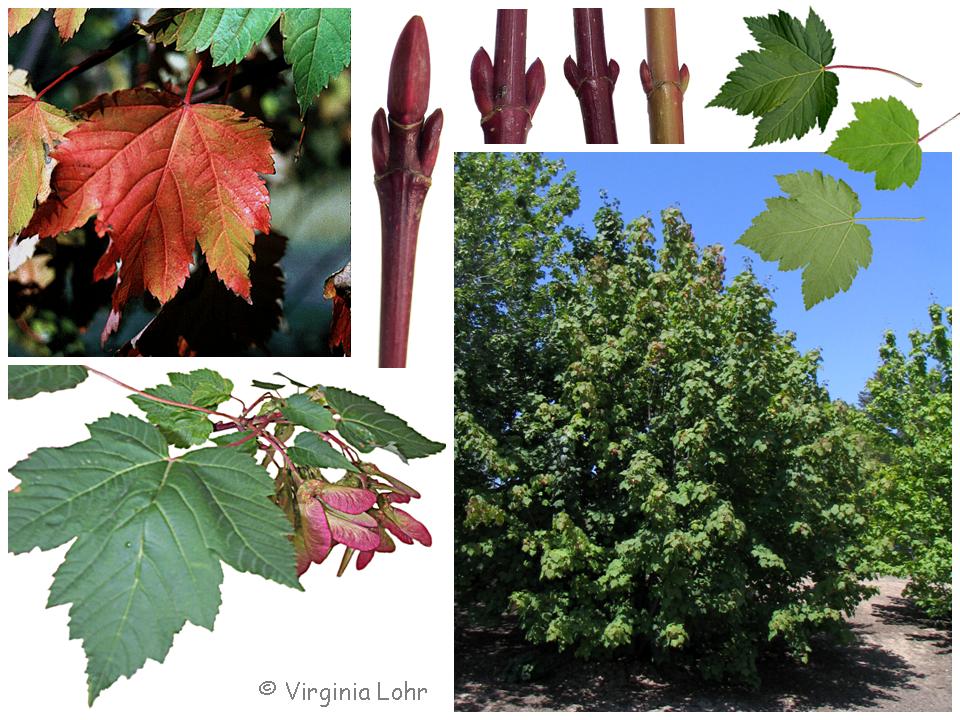 Acer glabrum photos (Lohr)