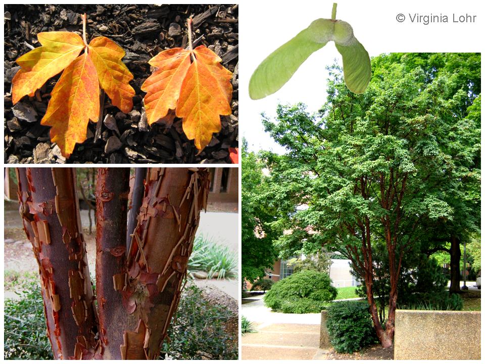 Acer griseum photos (Lohr)