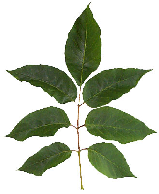 Fraxinus americana leaf (Lohr)