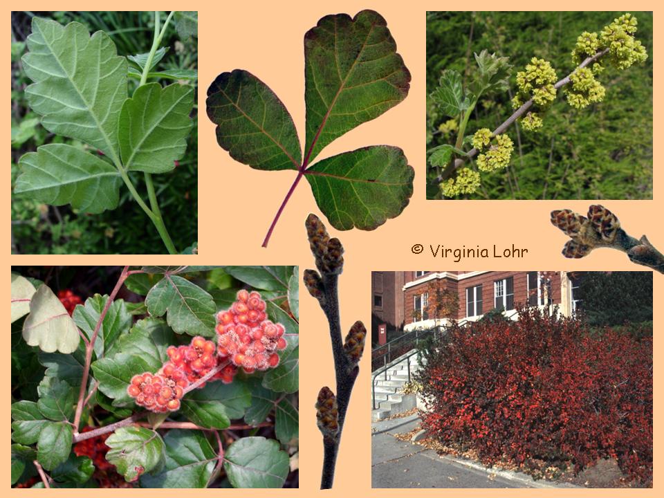 Rhus aromatic photos (V. Lohr)