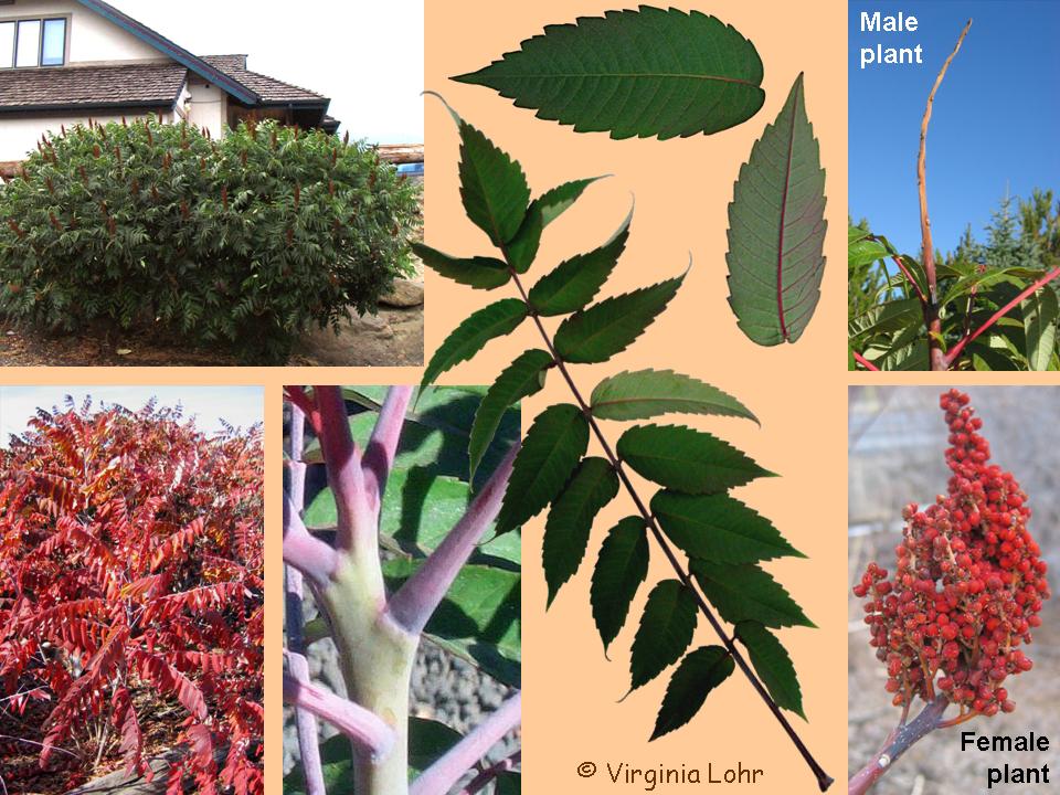 Rhus glabra photos (V.I. Lohr)