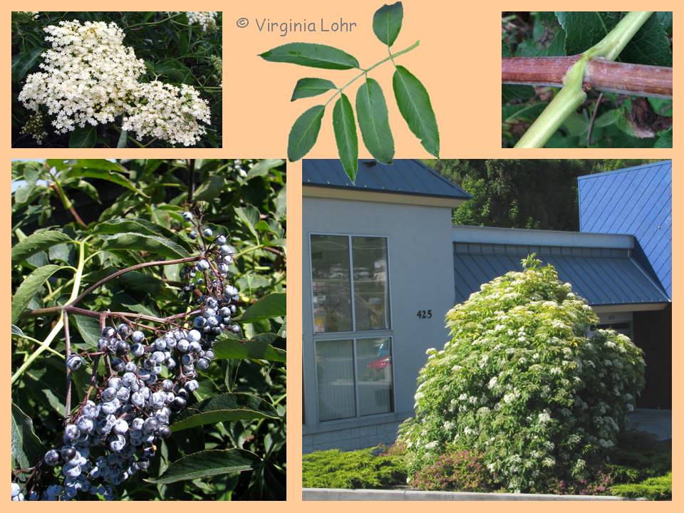 Blue elderberry photos (V.I. Lohr)