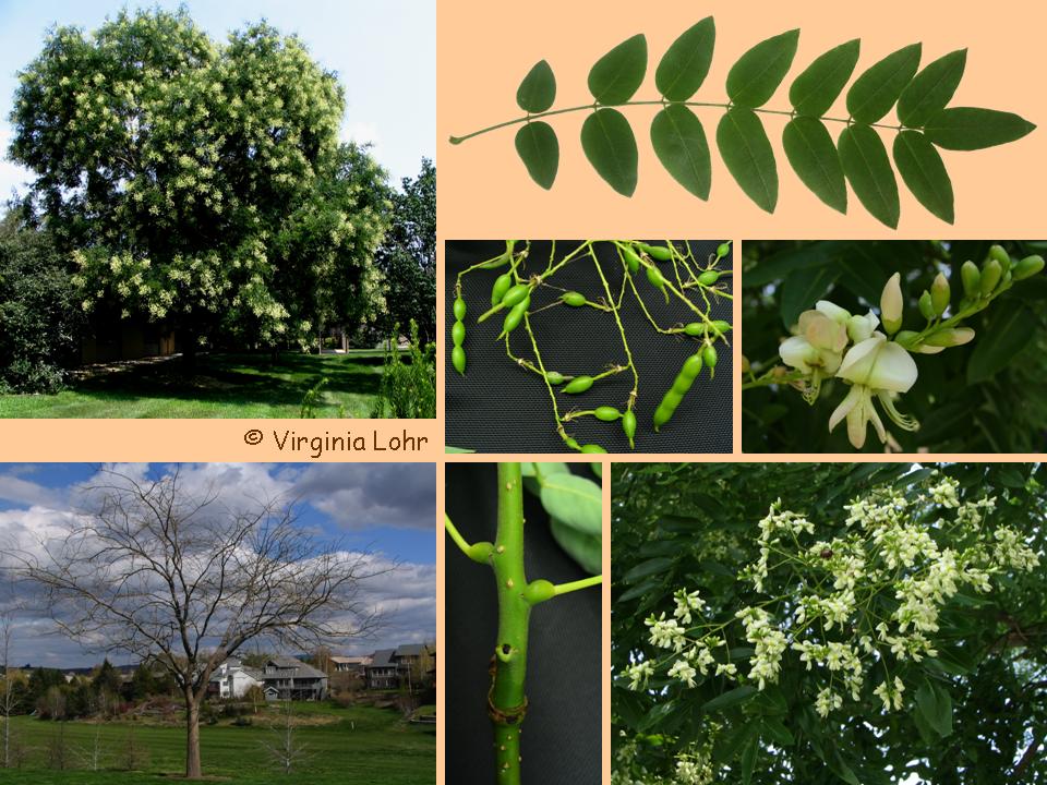 Styphnolobium japonicum photos (V. Lohr)