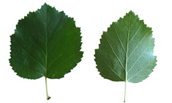 Betula occidentalis leaves (V.I. Lohr)