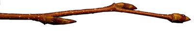 Betula Papyrifera twig (V.I. Lohr)