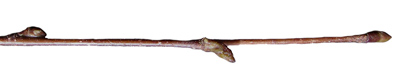 Betula pendula twig (V.I. Lohr)