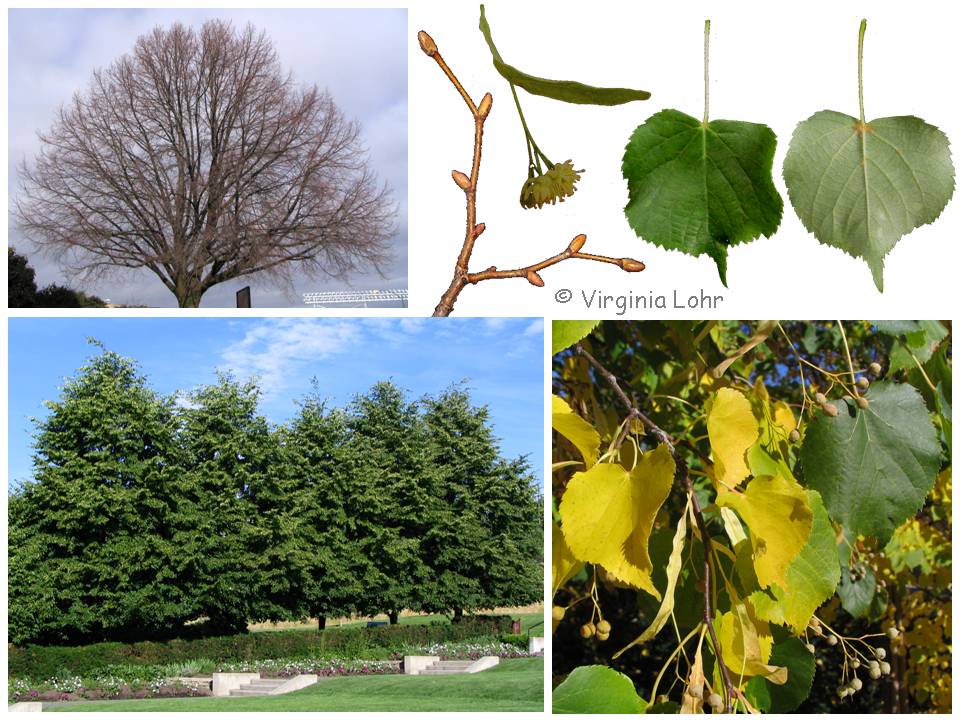 Photos of Tilia cordata (V. Lohr)