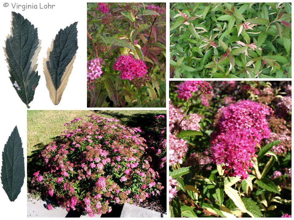 Photos of Spiraea japonica 'Anthony Waterer' (V. Lohr)