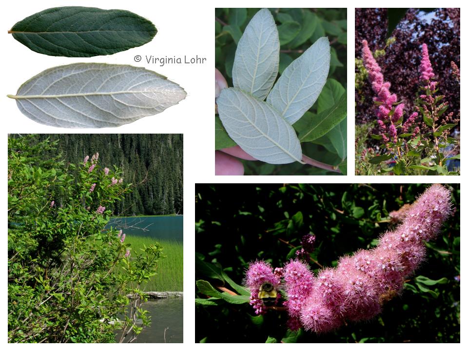 Photos of Spiraea douglasii (V.I. Lohr)