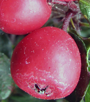 Cranberry cotoneaster fruit (V.I. Lohr)