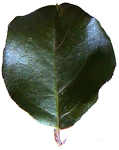 Cranberry cotoneaster leaf (V.I. Lohr)