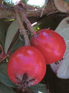 Bearberry cotoneaster fruit (V.I. Lohr)